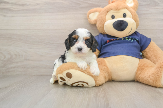 Little Cavipoo Poodle Mix Puppy