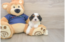 Best Cavapoo Baby