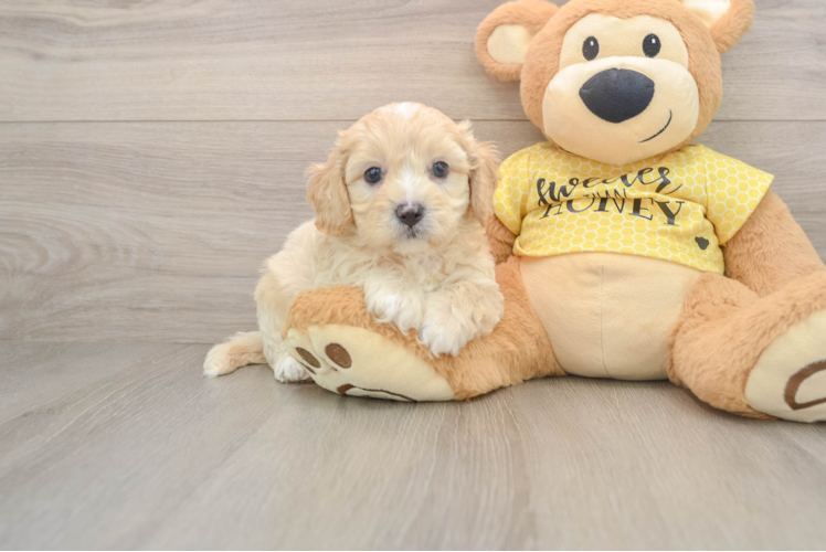 Best Cavapoo Baby