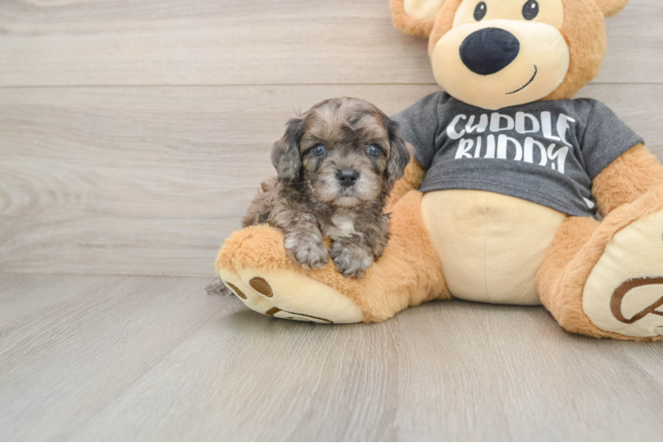Cavapoo Puppy for Adoption
