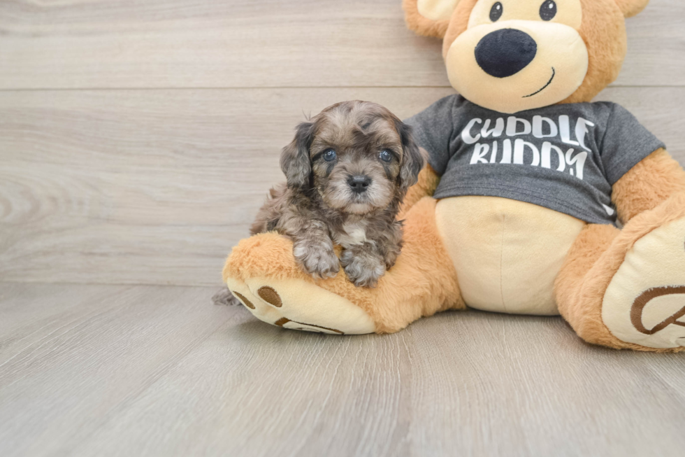 Cavapoo Puppy for Adoption