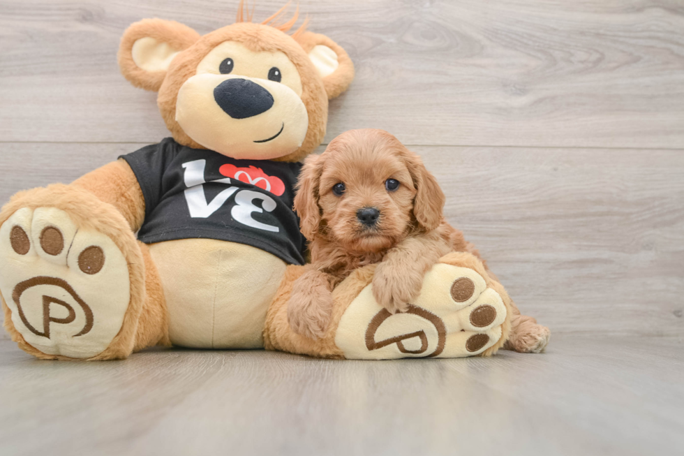 Cavapoo Puppy for Adoption