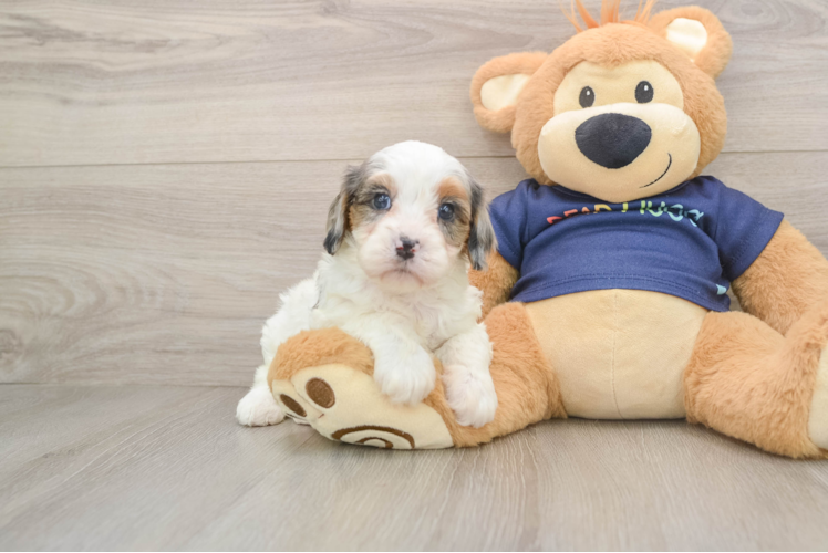 Cute Cavapoo Baby