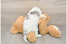 Sweet Cavapoo Baby