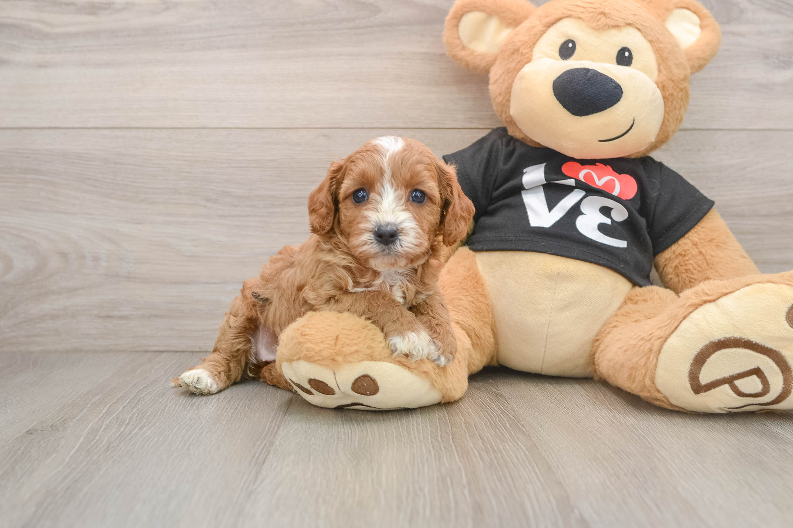 Small Cavapoo Baby