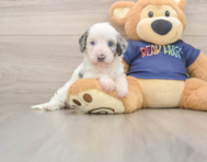 7 week old Cavapoo Puppy For Sale - Windy City Pups