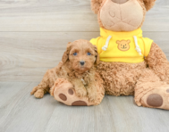 7 week old Cavapoo Puppy For Sale - Windy City Pups