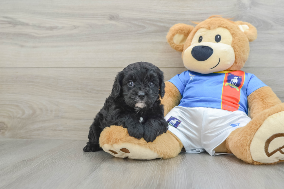 Cavapoo Pup Being Cute