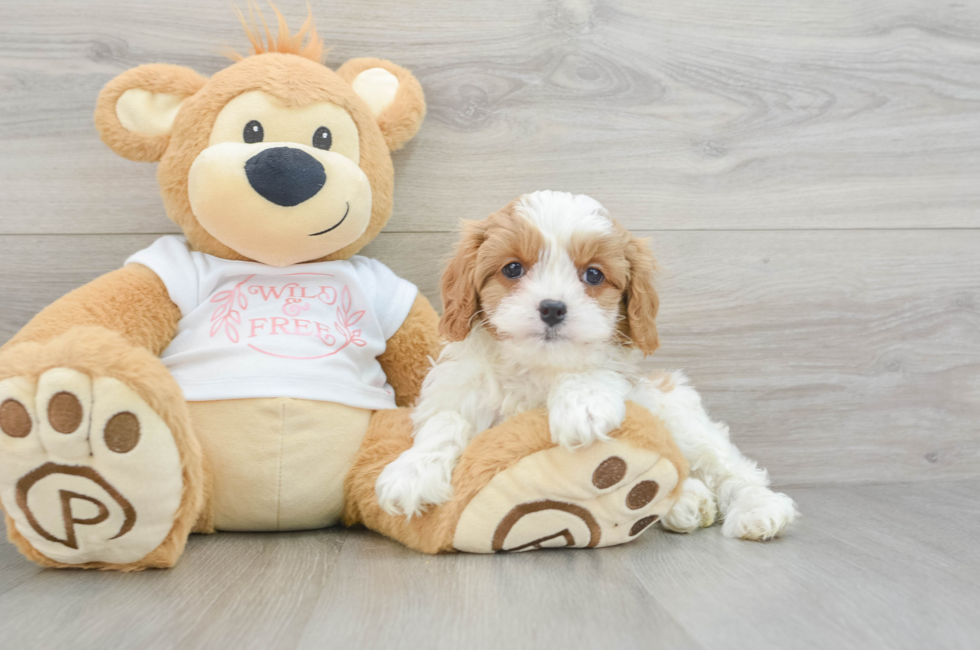 8 week old Cavapoo Puppy For Sale - Windy City Pups