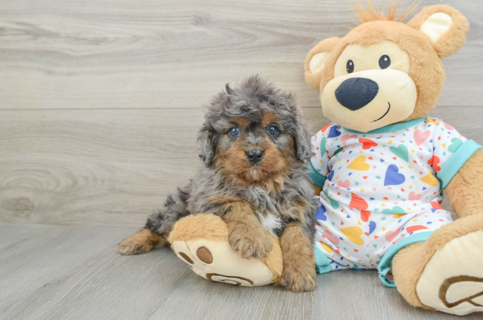 5 week old Cavapoo Puppy For Sale - Windy City Pups