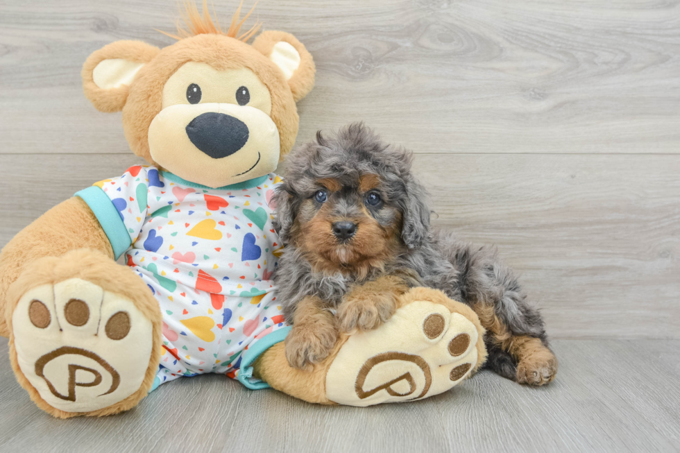 Adorable Cavalier King Charles Spaniel and Poodle Mix Poodle Mix Puppy