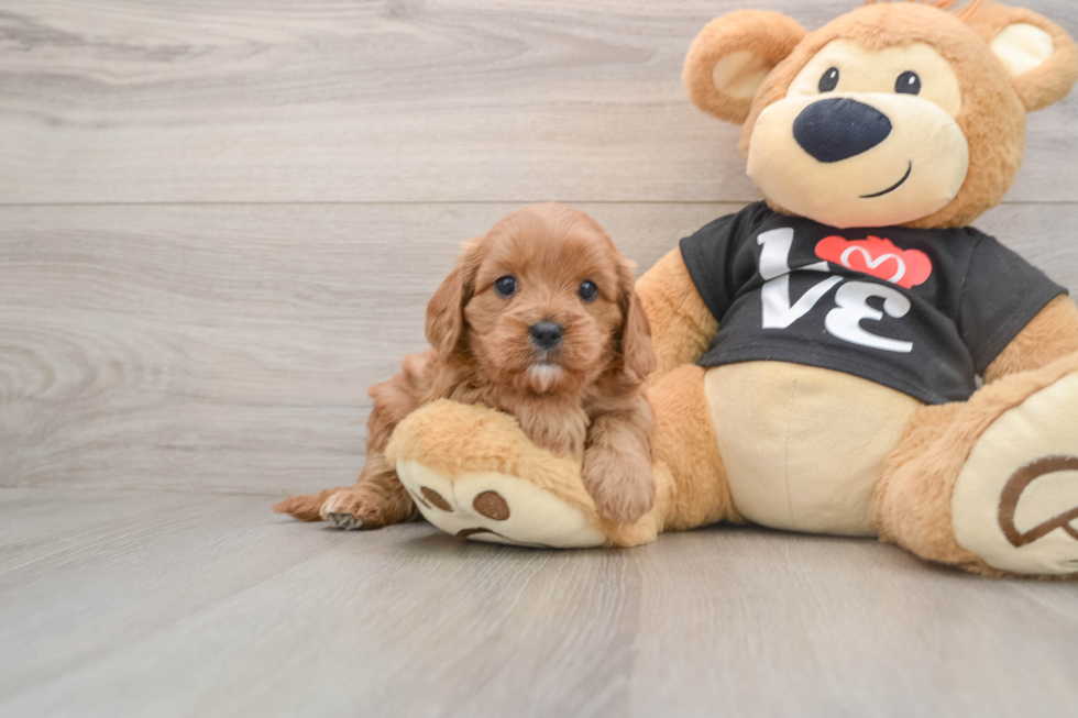 Best Cavapoo Baby