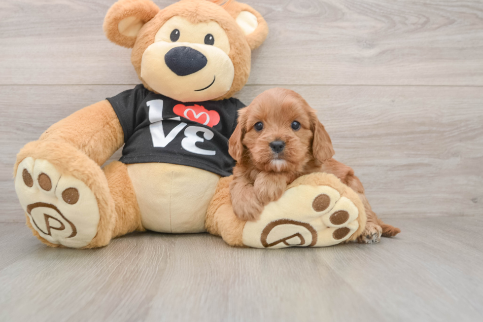 Small Cavapoo Baby