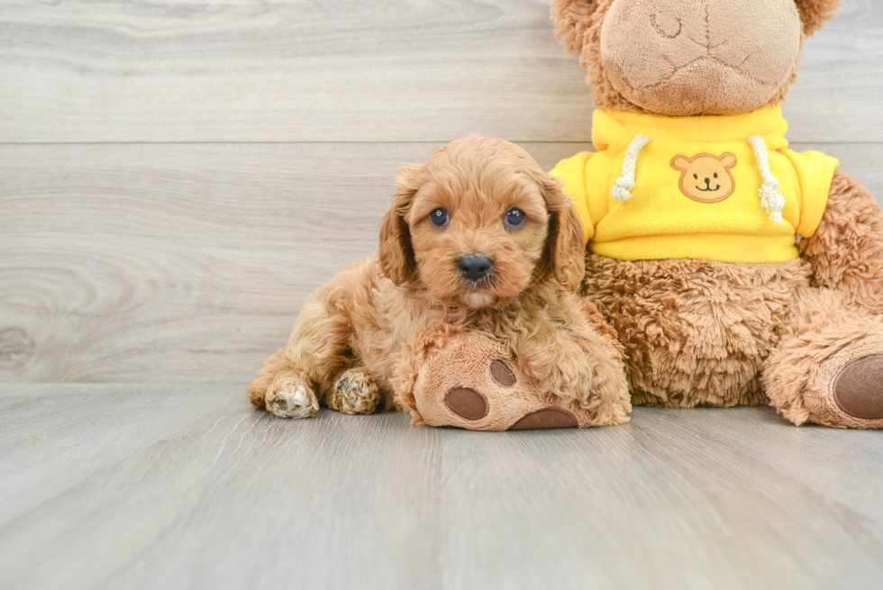 Friendly Cavapoo Baby