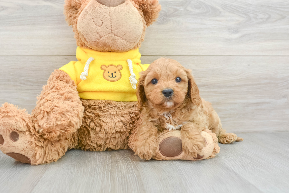 Petite Cavapoo Poodle Mix Pup