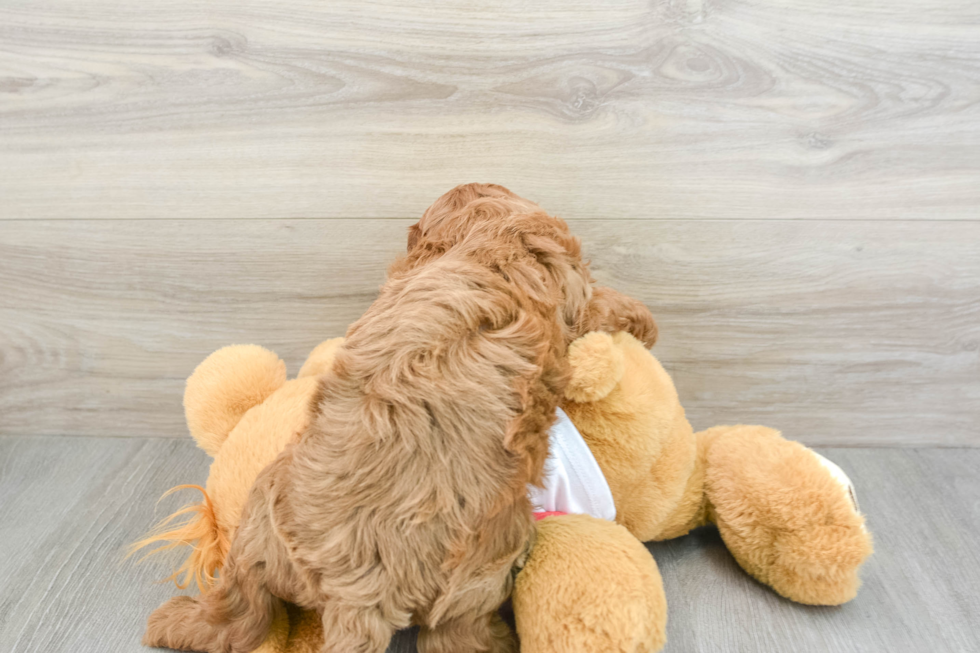 Funny Cavapoo Poodle Mix Pup