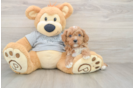 Friendly Cavapoo Baby