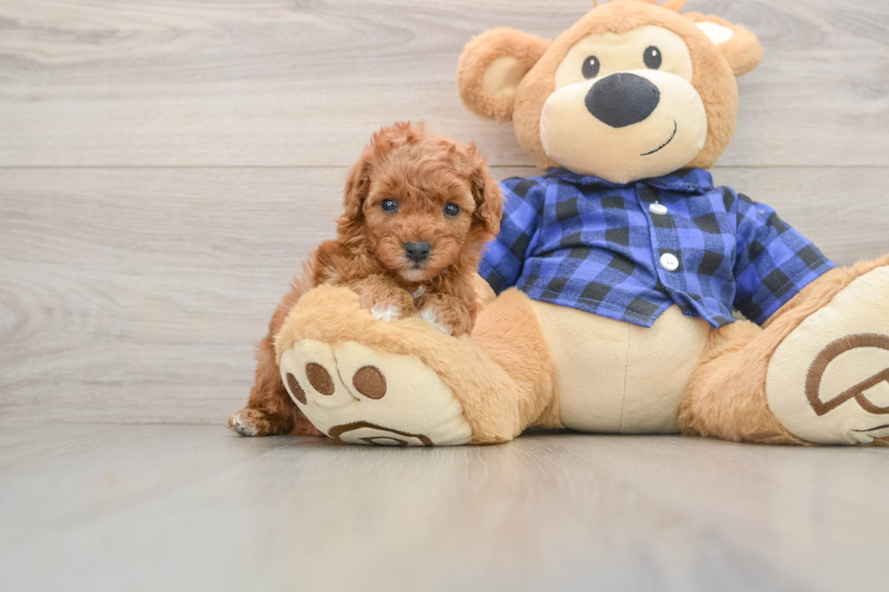 Funny Cavapoo Poodle Mix Pup