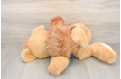 Smart Cavapoo Poodle Mix Pup