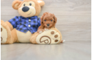 Petite Cavapoo Poodle Mix Pup