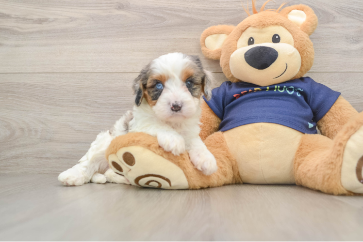 Cavapoo Pup Being Cute