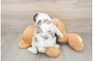 Cavapoo Pup Being Cute