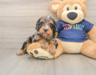 7 week old Cavapoo Puppy For Sale - Windy City Pups