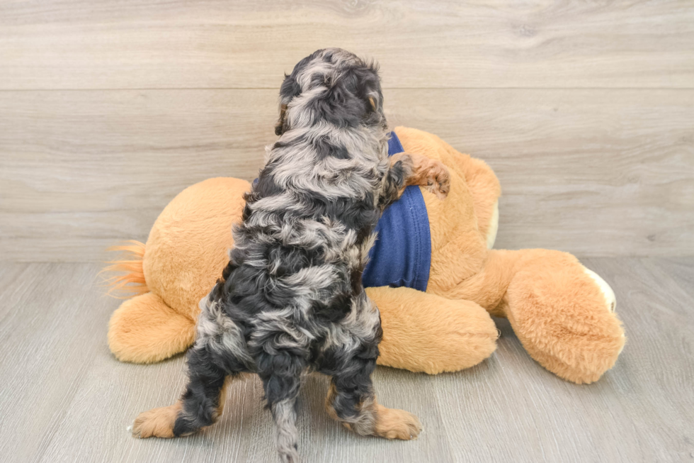 Cavapoo Puppy for Adoption