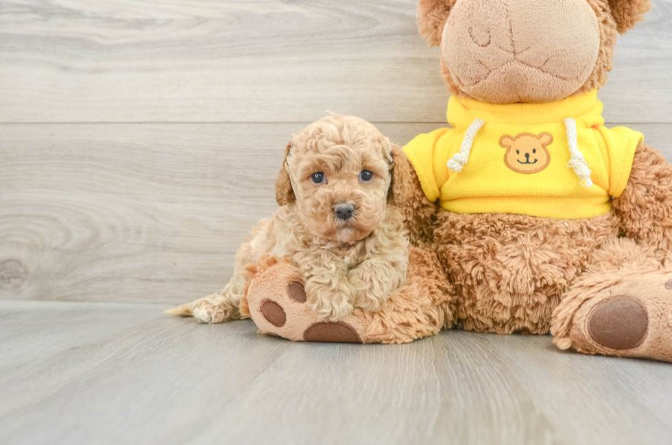 5 week old Cavapoo Puppy For Sale - Windy City Pups