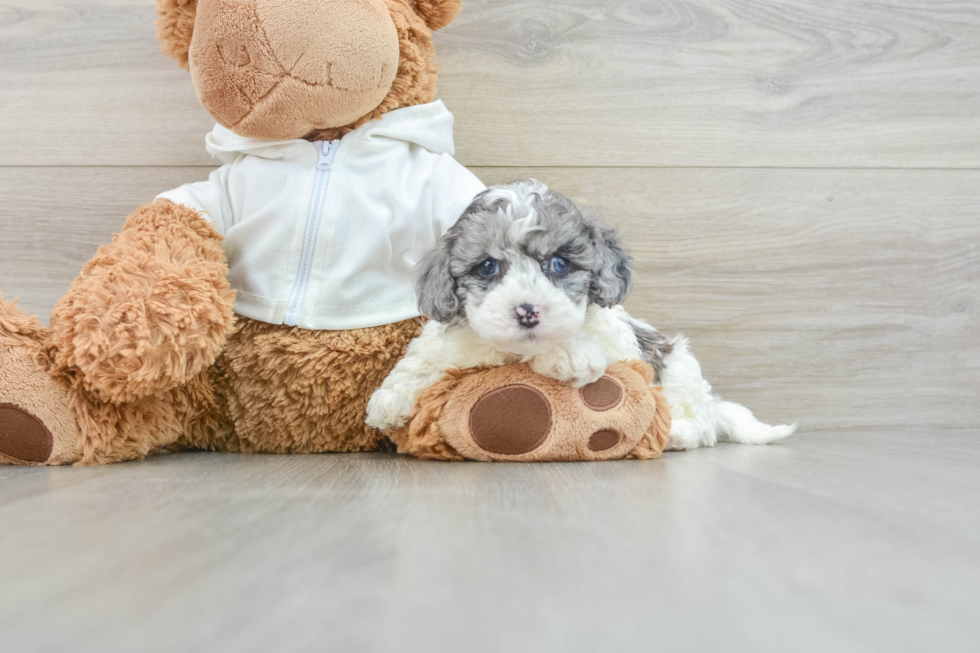 Cute Cavapoo Baby