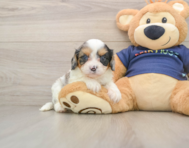 8 week old Cavapoo Puppy For Sale - Windy City Pups