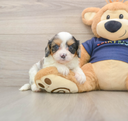 9 week old Cavapoo Puppy For Sale - Windy City Pups