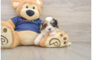 Little Cavipoo Poodle Mix Puppy