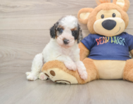 7 week old Cavapoo Puppy For Sale - Windy City Pups
