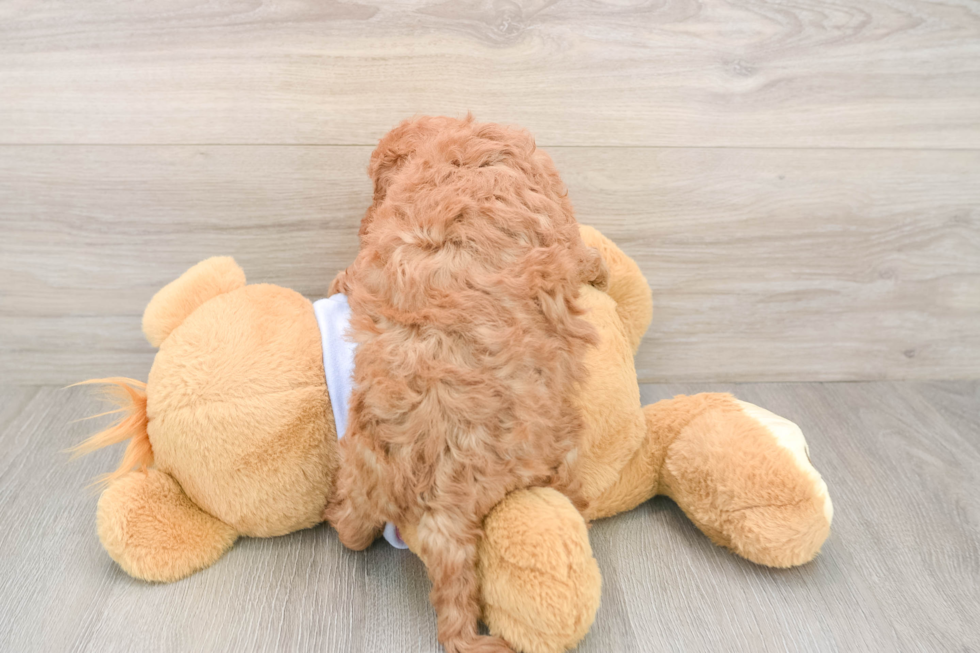 Cavapoo Puppy for Adoption