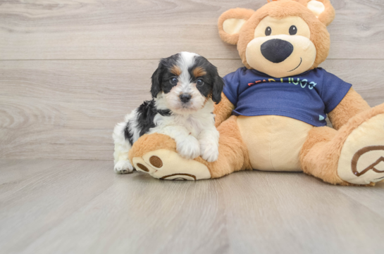 Friendly Cavapoo Baby