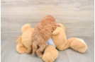Smart Cavapoo Poodle Mix Pup