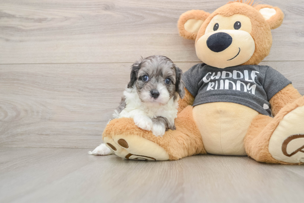 Cavapoo Pup Being Cute