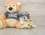 7 week old Cavapoo Puppy For Sale - Windy City Pups