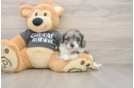 Funny Cavapoo Poodle Mix Pup