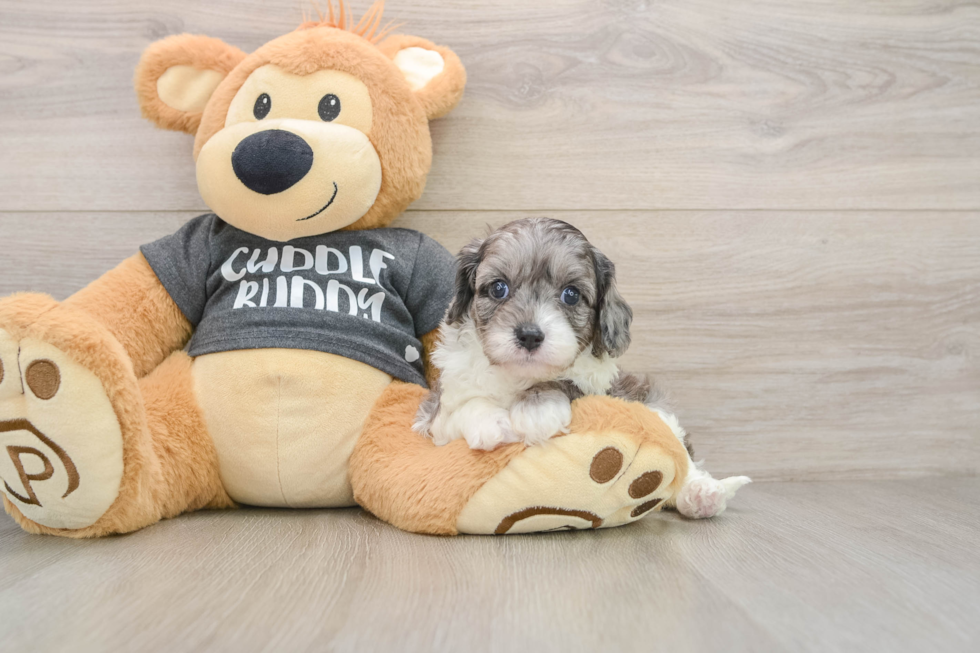 Funny Cavapoo Poodle Mix Pup