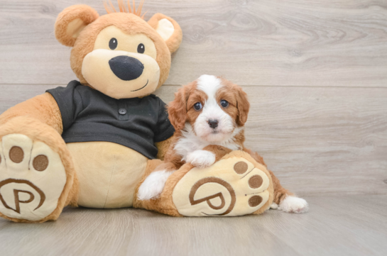 Cavapoo Puppy for Adoption