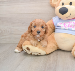 7 week old Cavapoo Puppy For Sale - Windy City Pups