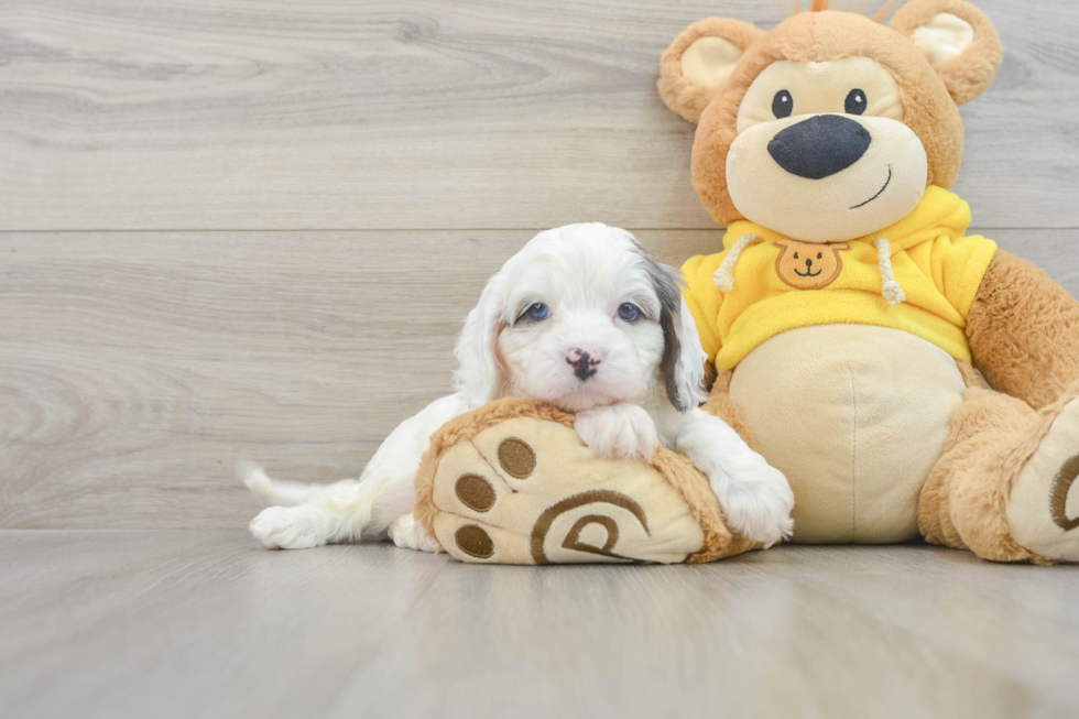 Best Cavapoo Baby