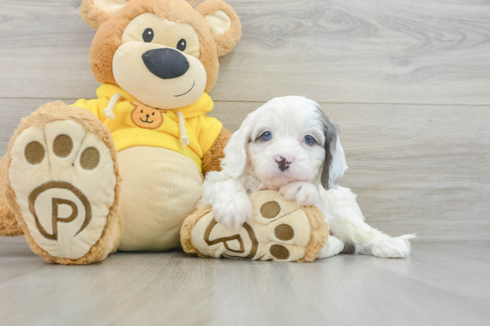 Happy Cavapoo Baby