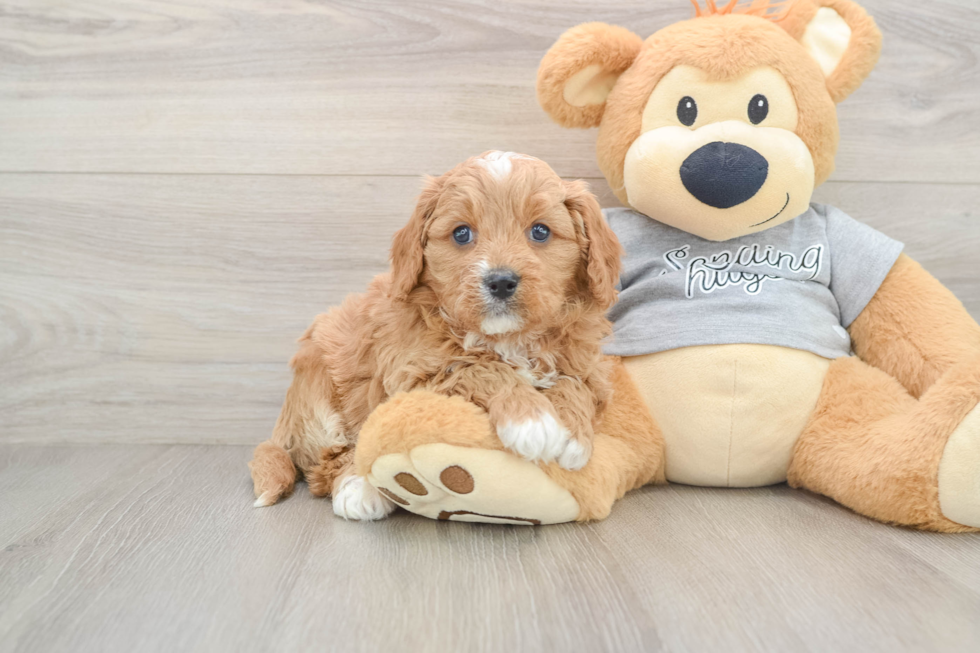 Energetic Cavoodle Poodle Mix Puppy