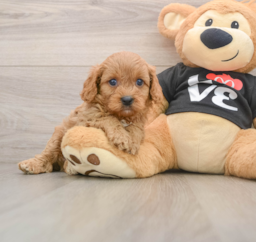 7 week old Cavapoo Puppy For Sale - Windy City Pups