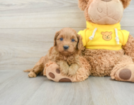 7 week old Cavapoo Puppy For Sale - Windy City Pups