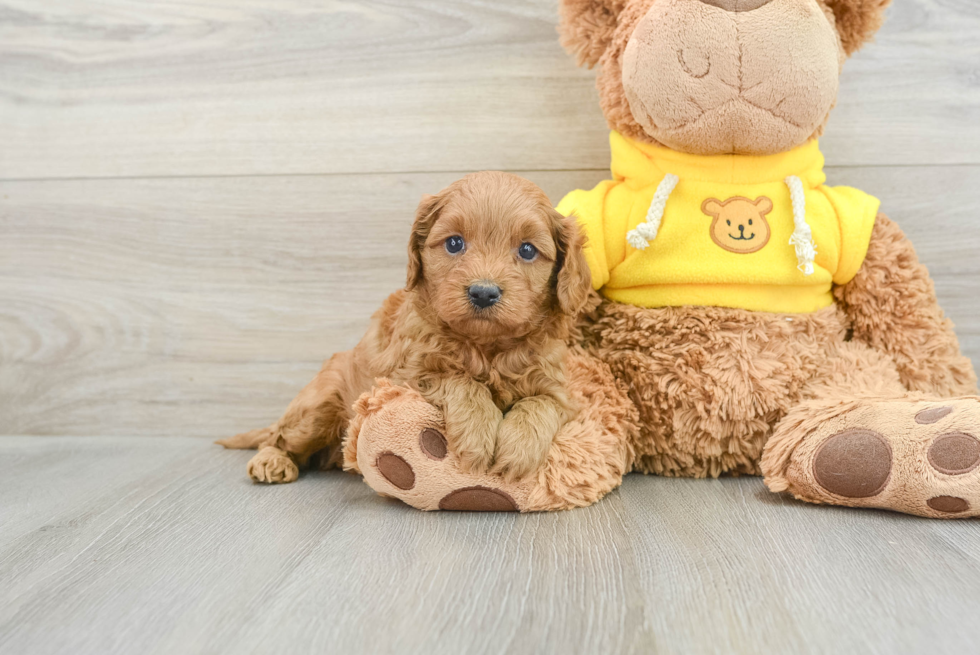 Cavapoo Puppy for Adoption