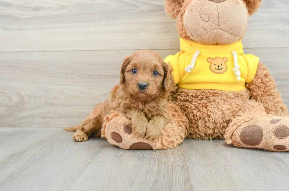 7 week old Cavapoo Puppy For Sale - Windy City Pups